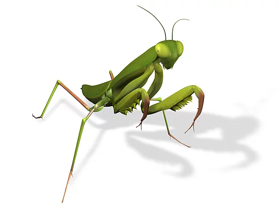 3D-Grafik Heuschrecke